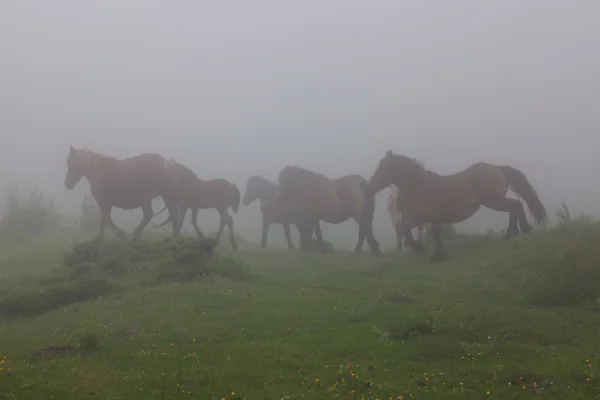 Koně, městě somiedo, asturias, Španělsko — Stock fotografie