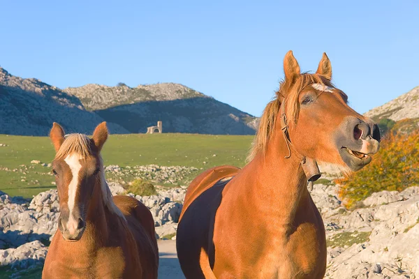 Koně v jezera covadonga, asturias, Španělsko — Stock fotografie