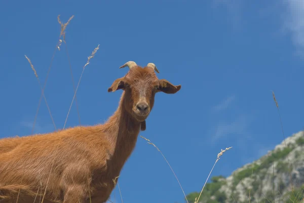 Goat in Picos de Europa — Stock Photo, Image
