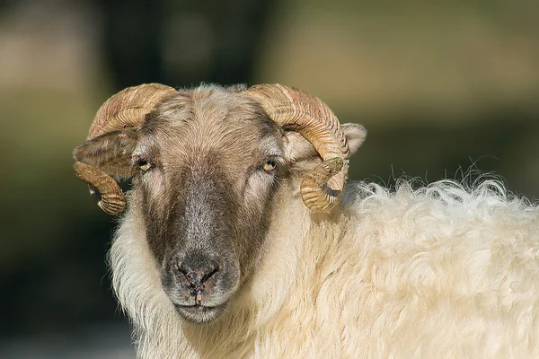 Goat in the natural reserve of the Sierra de Urbasa, Navarra, Spain — Stock Photo, Image