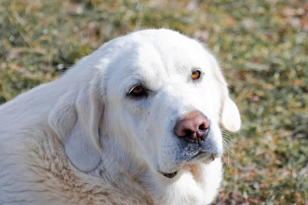 stock image White dog