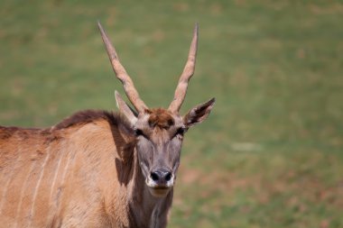 Eland cabarceno içinde