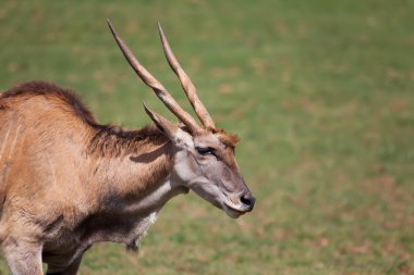 Eland cabarceno içinde