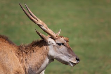 Eland cabarceno içinde