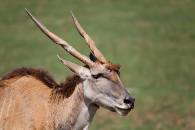 Eland cabarceno içinde