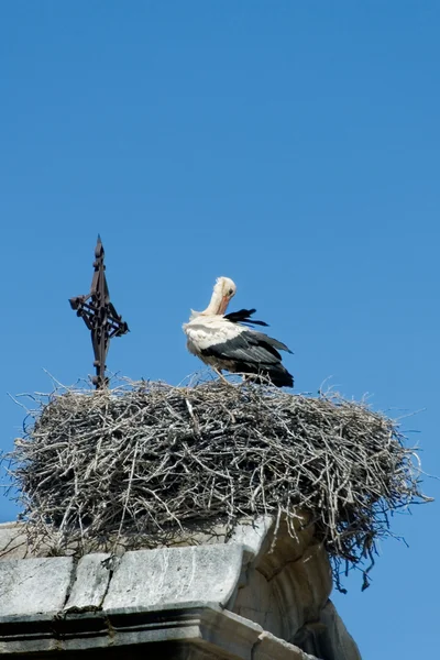 stock image Stork in the cathedral of Salamanca, Spain