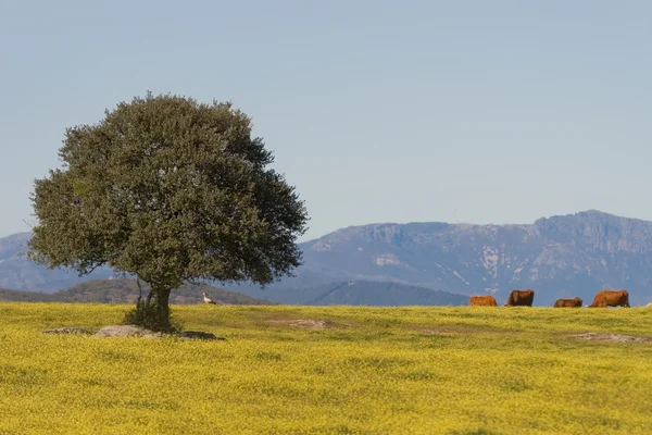 Dehesa, Extremadura (Spain) — Stock Photo, Image