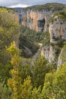 arballun Bahar, navarra (İspanya Foz)