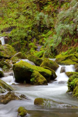 Nehirde fragas yapmak eume, Galiçya, İspanya