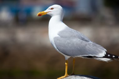 Seagull in La Coruña, Galicia, Spain