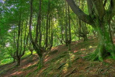 Wood in the natural park of Gorbeia clipart