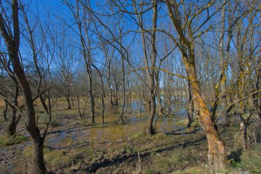 Forest Park, salburua, alava, İspanya