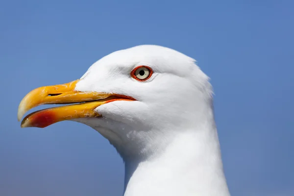 Seagull in La Coruña, Galicia, Spain — Stok fotoğraf