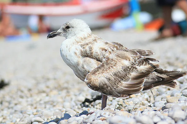 Seagull in Etretat, France — Stock Photo, Image