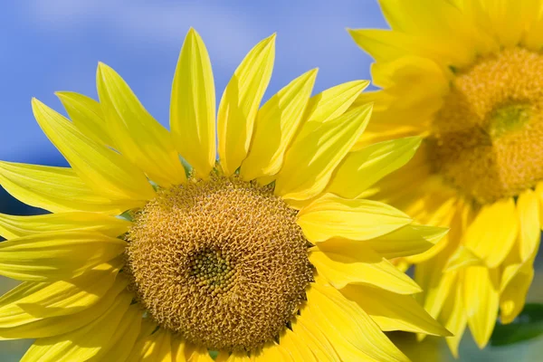 stock image Sunflower in Frias, Burgos, Spain