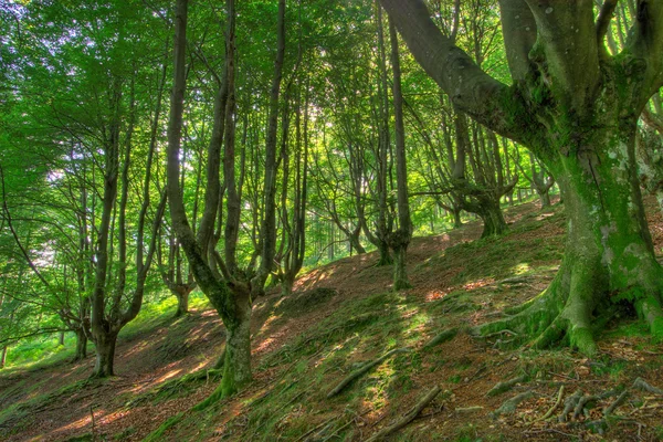 stock image Wood in the natural park of Gorbeia