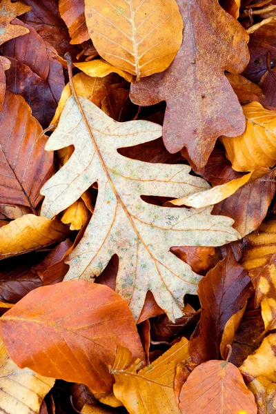Leaves in Autumn, Sierra de la Demanda, Burgos, Spain — Stock Photo, Image