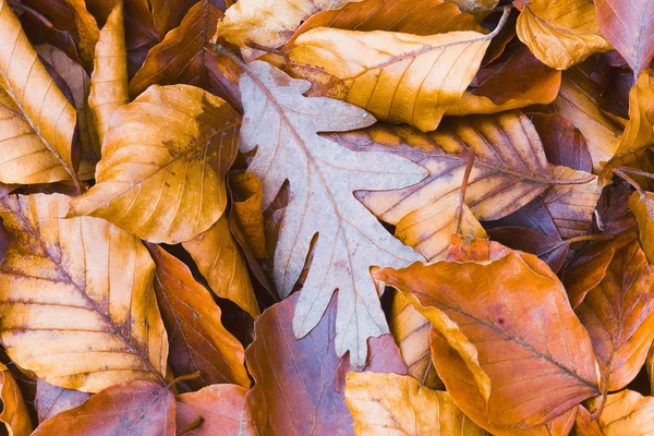 Folhas no Outono, Sierra de la Demanda, Burgos, Espanha — Fotografia de Stock