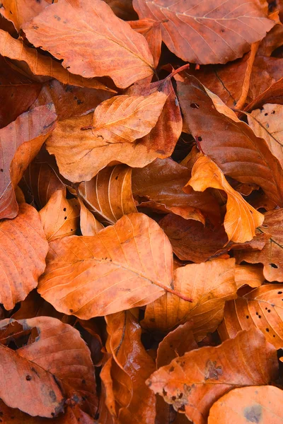 Leaves in the forest of Opakua, Alava, Spain — Stock Photo, Image