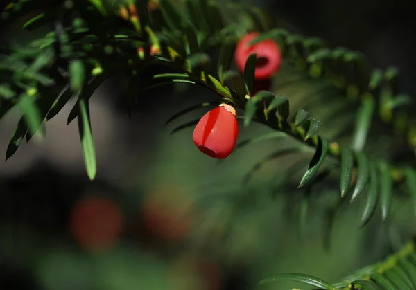 stock image Yew tree (Taxus baccata) with red fruits