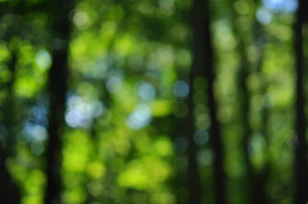 Zielone tło naturalne lasu — Zdjęcie stockowe
