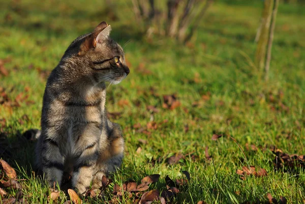 Τιγρέ γάτα στον κήπο φθινόπωρο Royalty Free Φωτογραφίες Αρχείου
