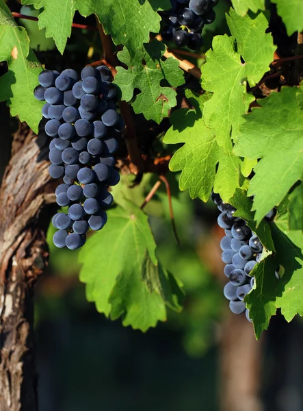 stock image Italian vineyard