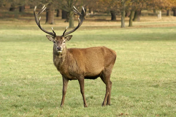Stag Deer — Stock Photo, Image