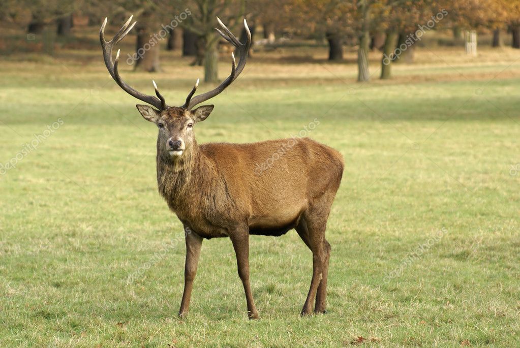 stag deer