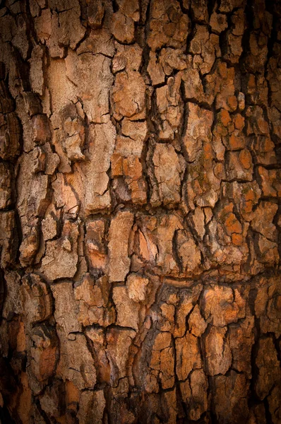 소나무의 껍질 — 스톡 사진