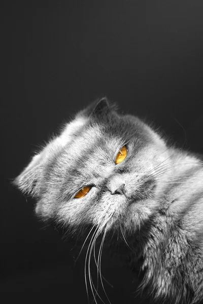Θυμωμένη γάτα — Φωτογραφία Αρχείου