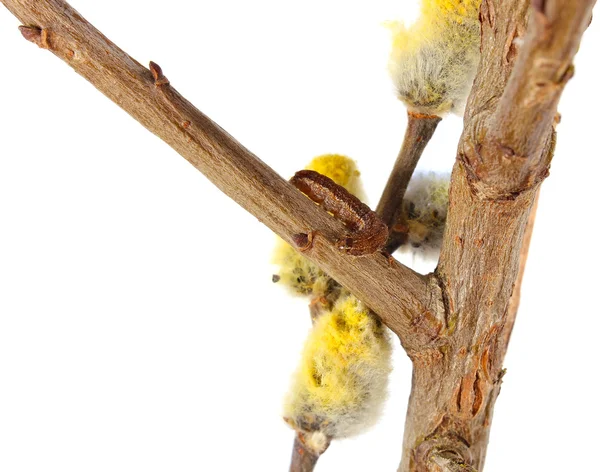 stock image Caterpillar on branch pussy willow