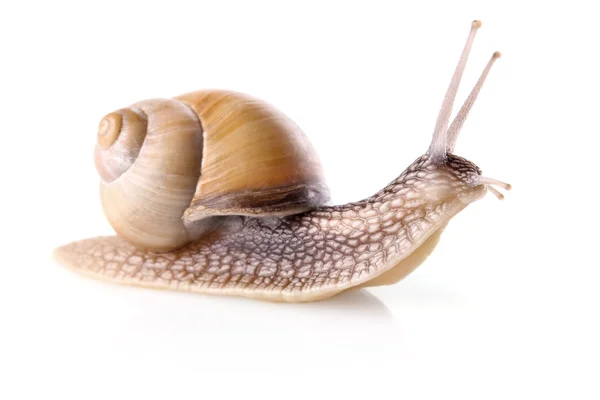 stock image Garden snail (Helix aspersa)