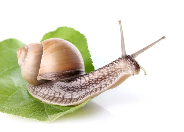Garden snail (Helix aspersa) on green leaf — Stock Photo, Image