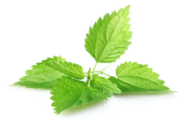Grüne Blätter der Brennnessel — Stockfoto