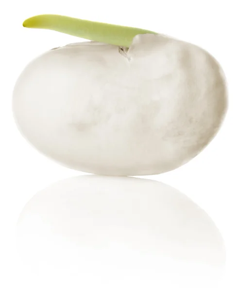 Germinating bean of haricot — Stock Photo, Image