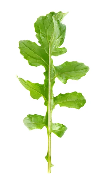 Rucola의 신선한 육즙 잎 — 스톡 사진