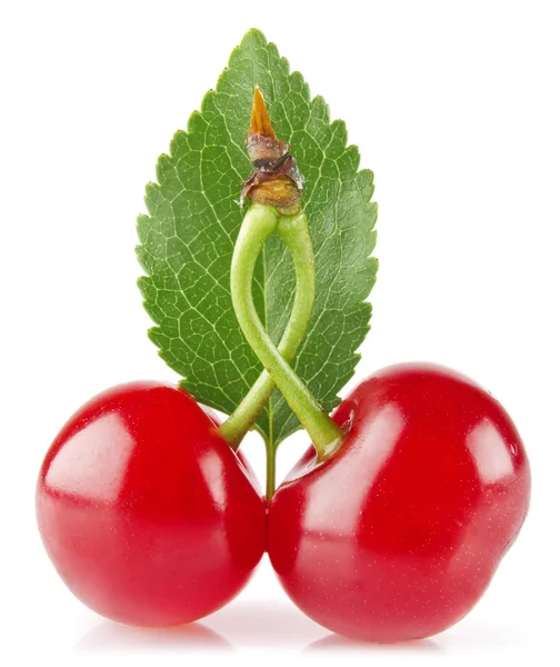 Cereja suculenta doce com folha verde — Fotografia de Stock