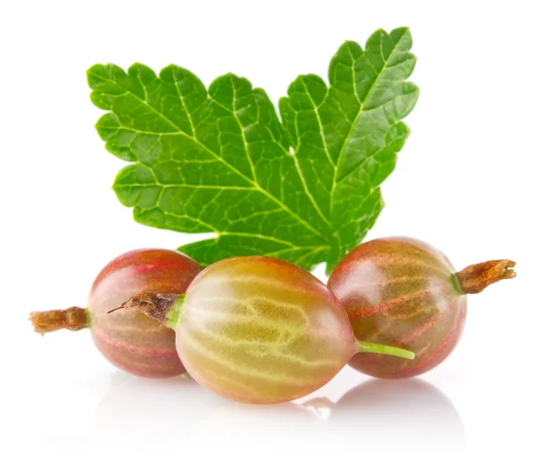 Ripe juicy gooseberry with green leaf — Stock Photo, Image