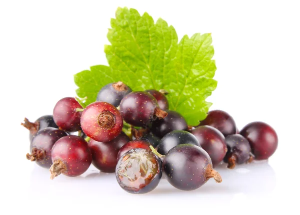Black currant with green leaf — Stock Photo, Image