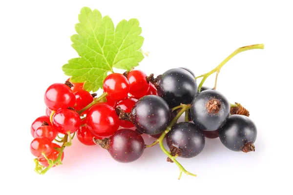 Black and red currant with green leaf — Stock Photo, Image