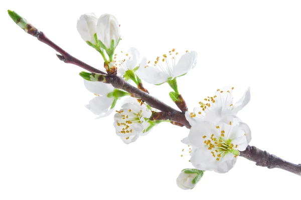 Stock image Blossoming cherry tree