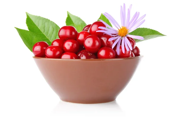 Ripe cherry in tureen with green leaves and flower — Stock Photo, Image