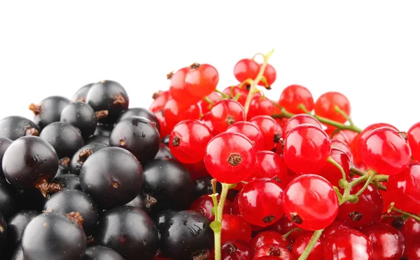 Kırmızı ve Siyah frenk üzümü — Stok fotoğraf