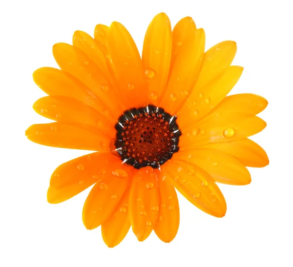 Orange flower of dimorphotheca — Stock Photo, Image