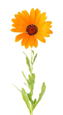 Orange flower of dimorphotheca clipart