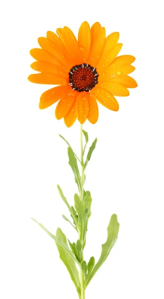 stock image Orange flower of dimorphotheca