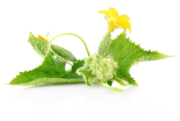 Çiçek ve yaprak taze salatalık — Stok fotoğraf