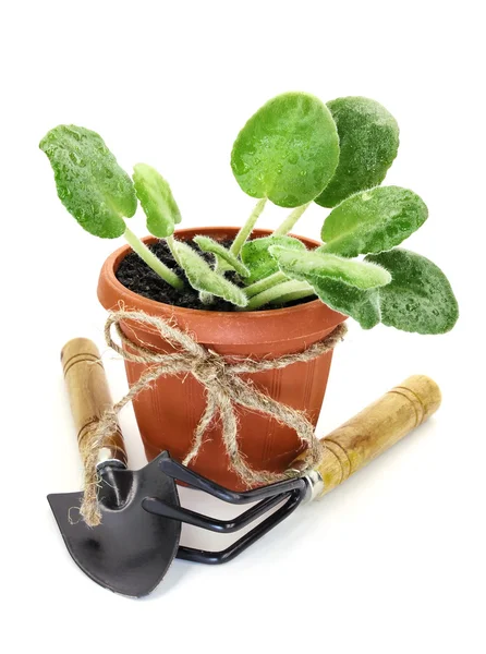 stock image Plant in pot with implement