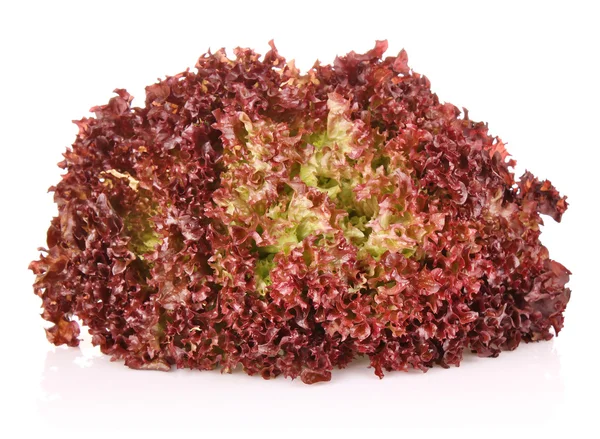Frische saftige Blätter roter Salat — Stockfoto